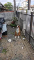 Scooby