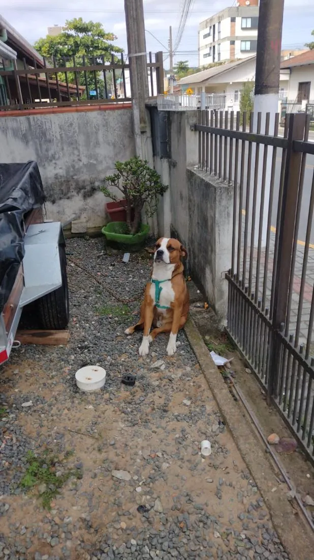 Cachorro raça Boxer idade 3 anos nome Scooby