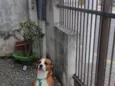 Scooby