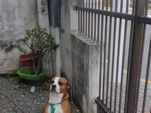 Cachorro raça Boxer idade 3 anos nome Scooby
