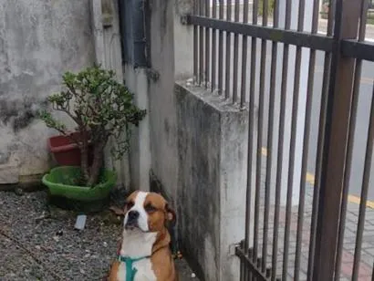 Cachorro raça Boxer idade 3 anos nome Scooby