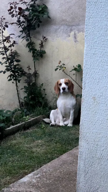 Cachorro raça SRD-ViraLata idade 2 anos nome Duck