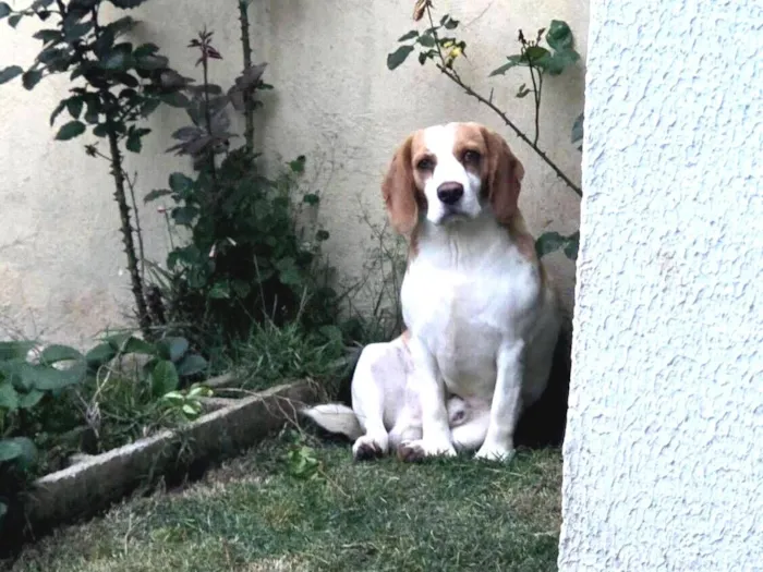 Cachorro raça SRD-ViraLata idade 2 anos nome Duck