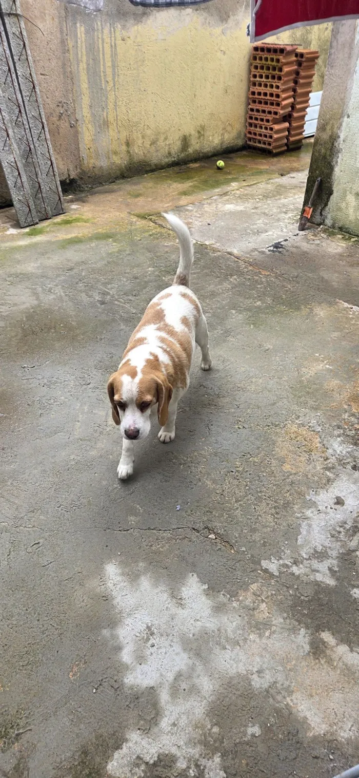 Cachorro raça SRD-ViraLata idade 2 anos nome Duck