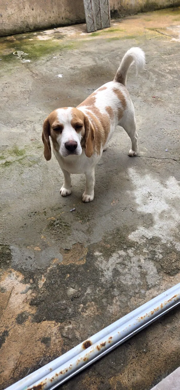 Cachorro raça SRD-ViraLata idade 2 anos nome Duck