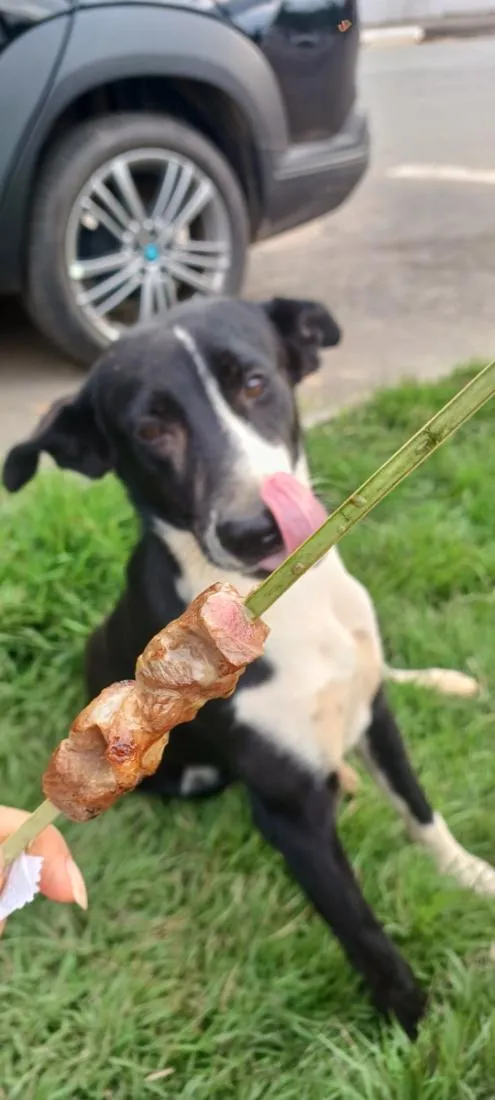 Cachorro raça SRD-ViraLata idade 1 ano nome Filhotinho