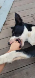 Filhotinho