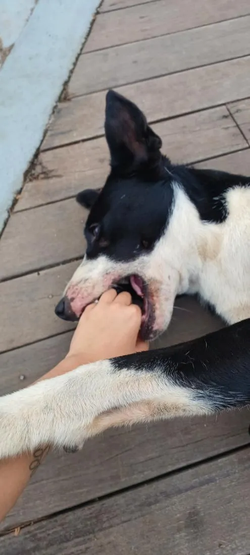 Cachorro raça SRD-ViraLata idade 1 ano nome Filhotinho