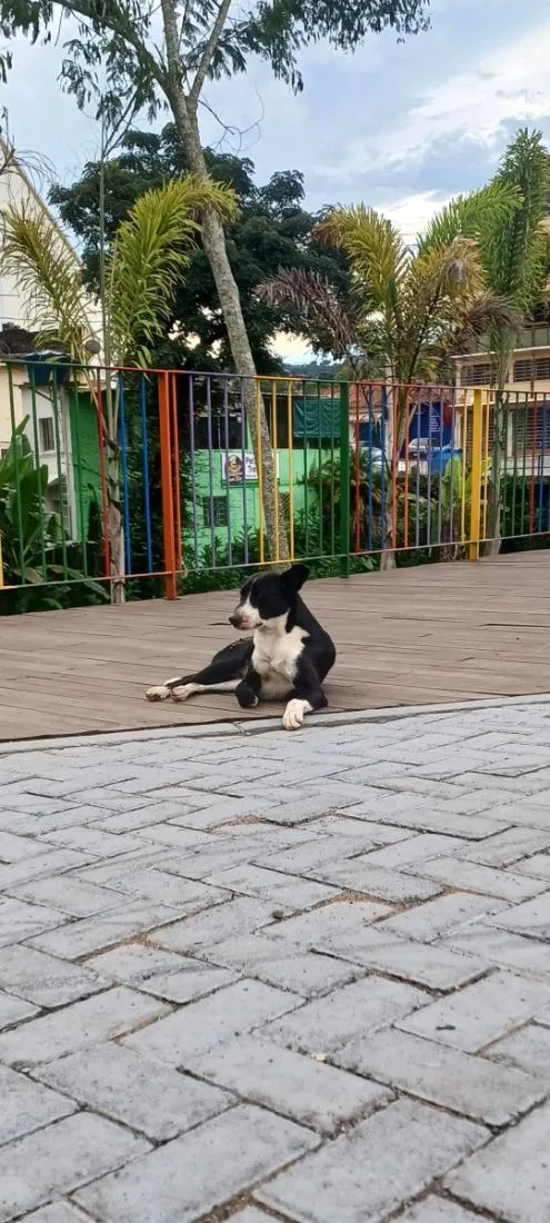Cachorro raça SRD-ViraLata idade 1 ano nome Filhotinho