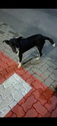 Filhotinho