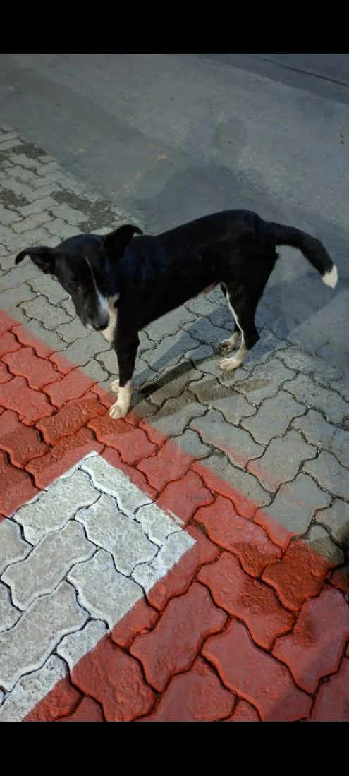 Cachorro raça SRD-ViraLata idade 1 ano nome Filhotinho