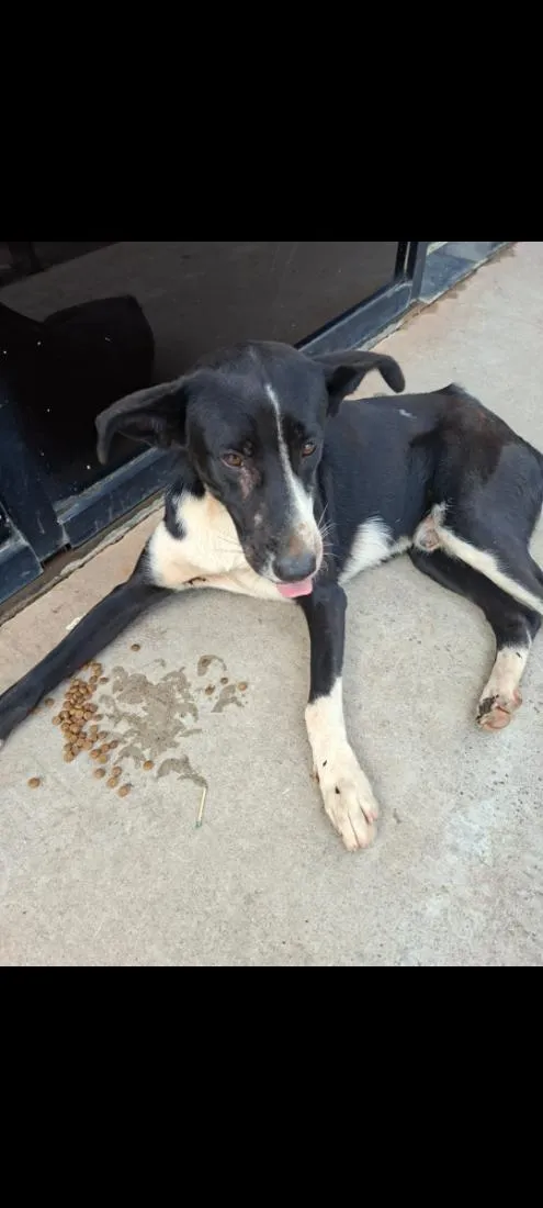 Cachorro raça SRD-ViraLata idade 1 ano nome Filhotinho