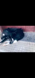 Filhotinho