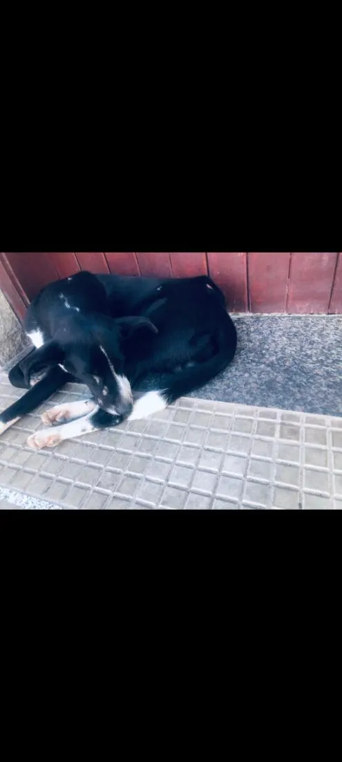 Cachorro raça SRD-ViraLata idade 1 ano nome Filhotinho