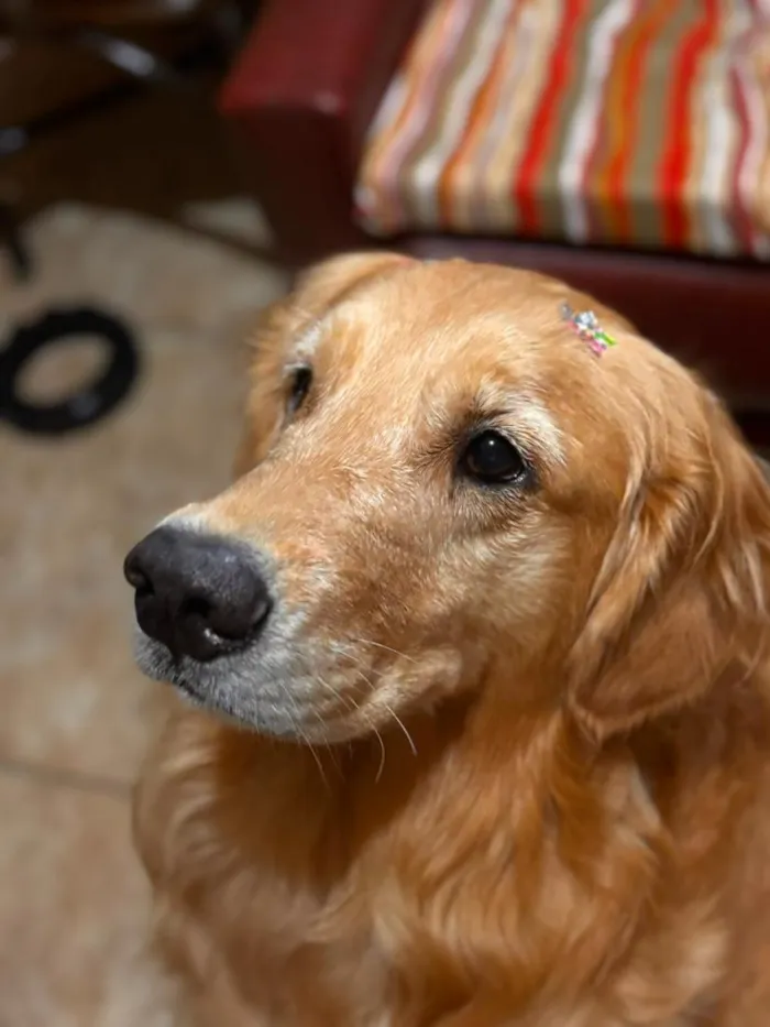 Cachorro raça Labrador idade 5 anos nome Kira