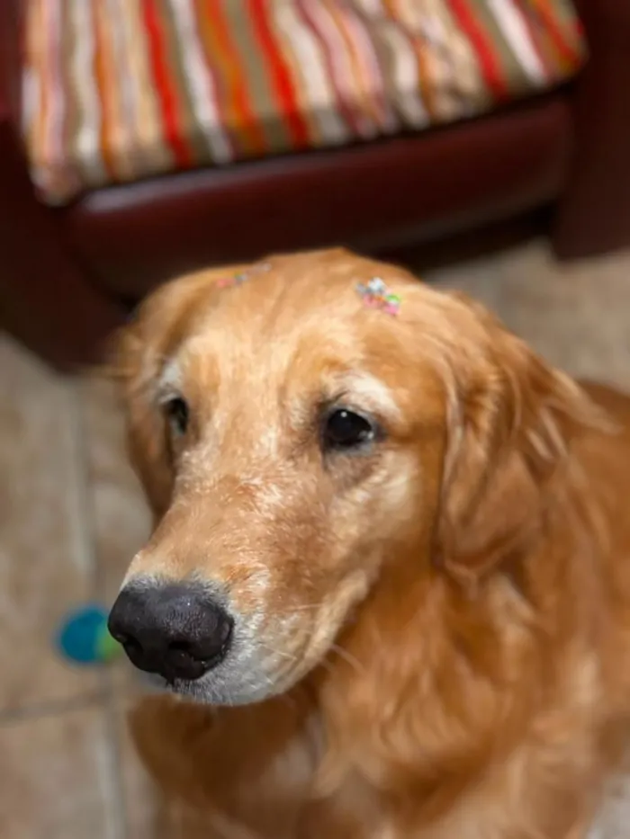 Cachorro raça Labrador idade 5 anos nome Kira
