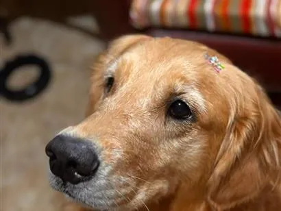 Cachorro raça Labrador idade 5 anos nome Kira