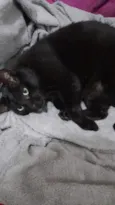 Mimo