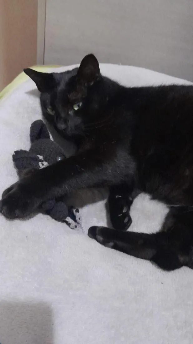 Gato raça SRD-ViraLata idade 1 ano nome Mimo
