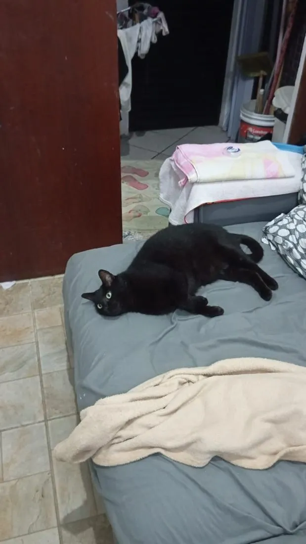 Gato raça SRD-ViraLata idade 1 ano nome Mimo