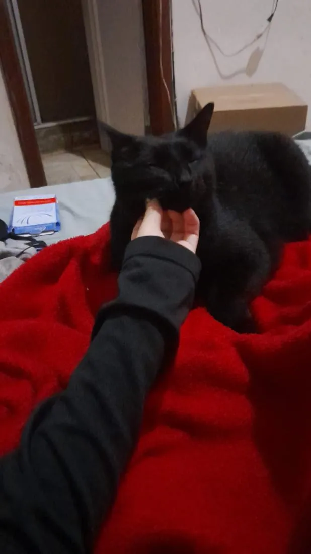 Gato raça SRD-ViraLata idade 1 ano nome Mimo