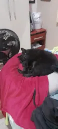 Mimo