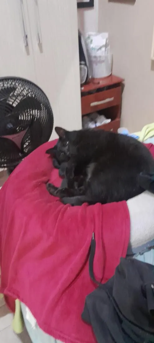 Gato raça SRD-ViraLata idade 1 ano nome Mimo