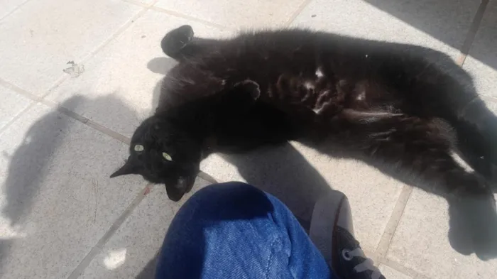 Gato raça SRD-ViraLata idade 1 ano nome Mimo