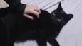 Mimo