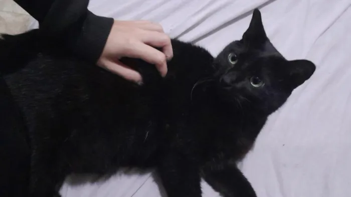 Gato raça SRD-ViraLata idade 1 ano nome Mimo
