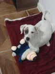 Pirata