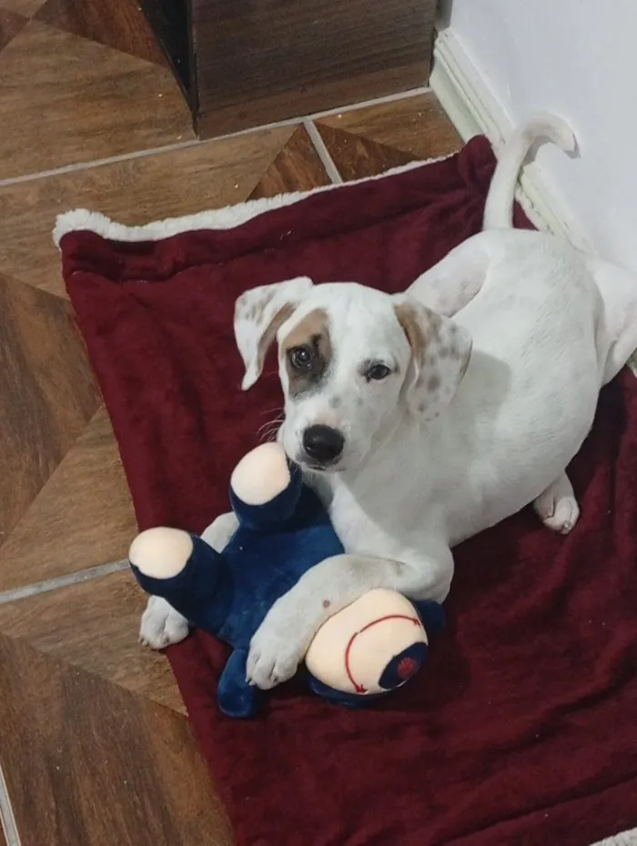 Cachorro raça SRD-ViraLata idade 2 a 6 meses nome Pirata