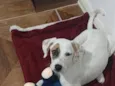 Pirata