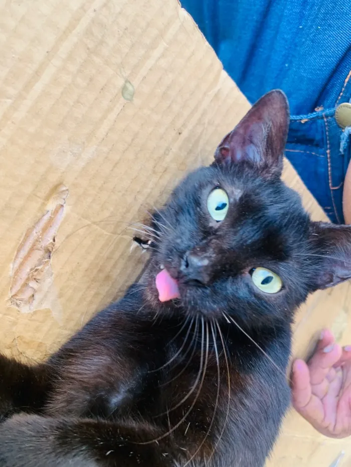 Gato raça SRD-ViraLata idade 2 a 6 meses nome Natasha