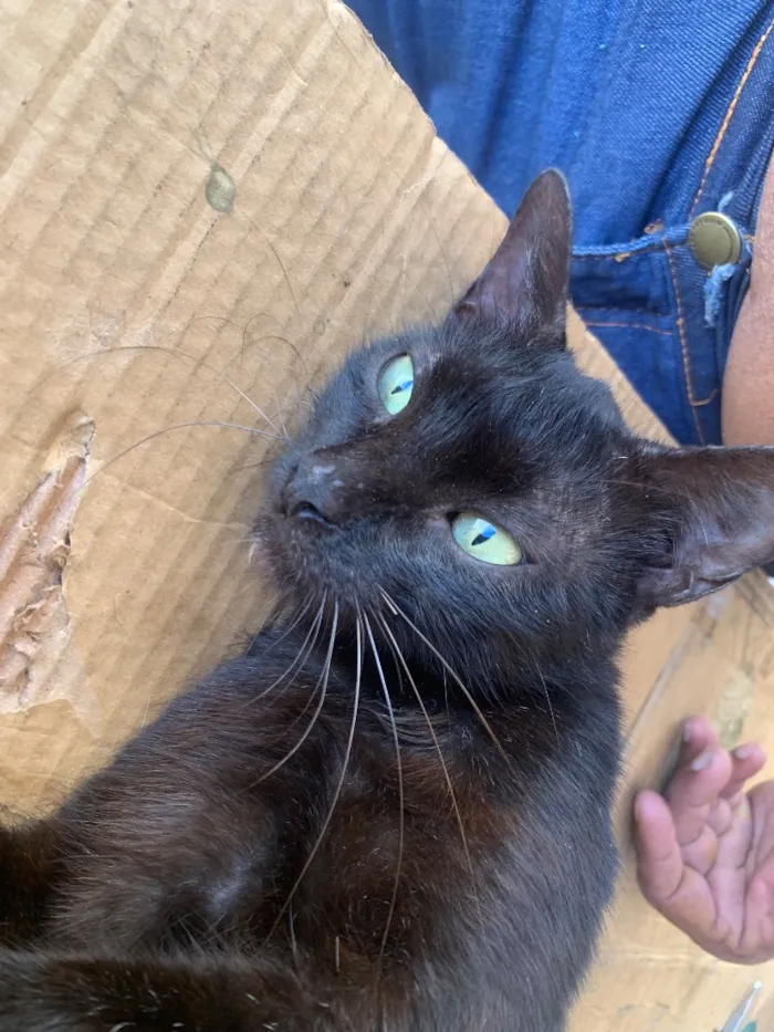 Gato raça SRD-ViraLata idade 2 a 6 meses nome Natasha