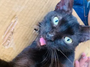 Gato raça SRD-ViraLata idade 2 a 6 meses nome Natasha