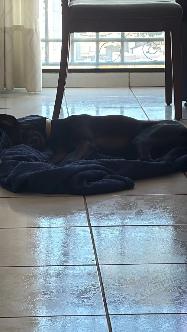 Cachorro raça SRD-ViraLata idade 2 a 6 meses nome Pi
