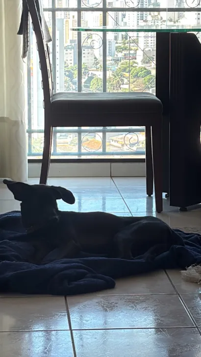 Cachorro raça SRD-ViraLata idade 2 a 6 meses nome Pi