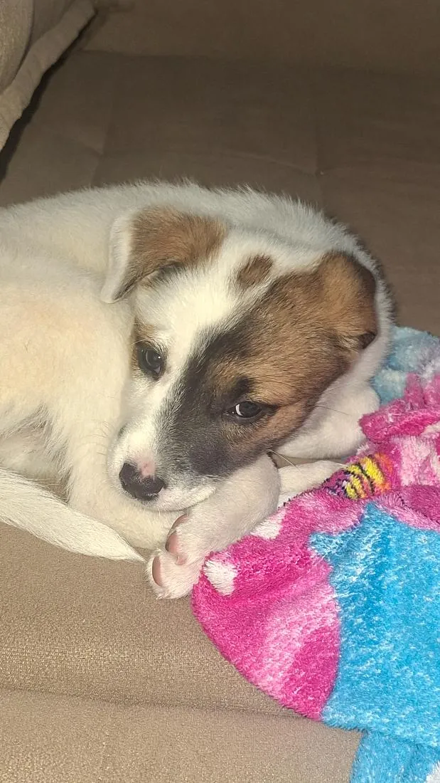 Cachorro raça SRD-ViraLata idade 2 a 6 meses nome Liz