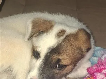 Cachorro raça SRD-ViraLata idade 2 a 6 meses nome Liz
