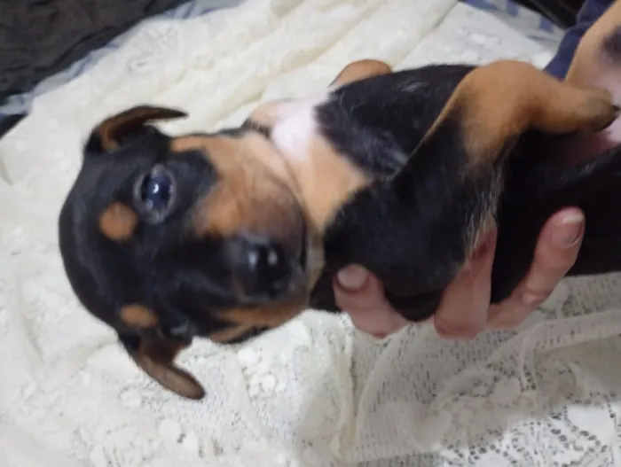 Cachorro raça SRD-ViraLata idade Abaixo de 2 meses nome Sem nome