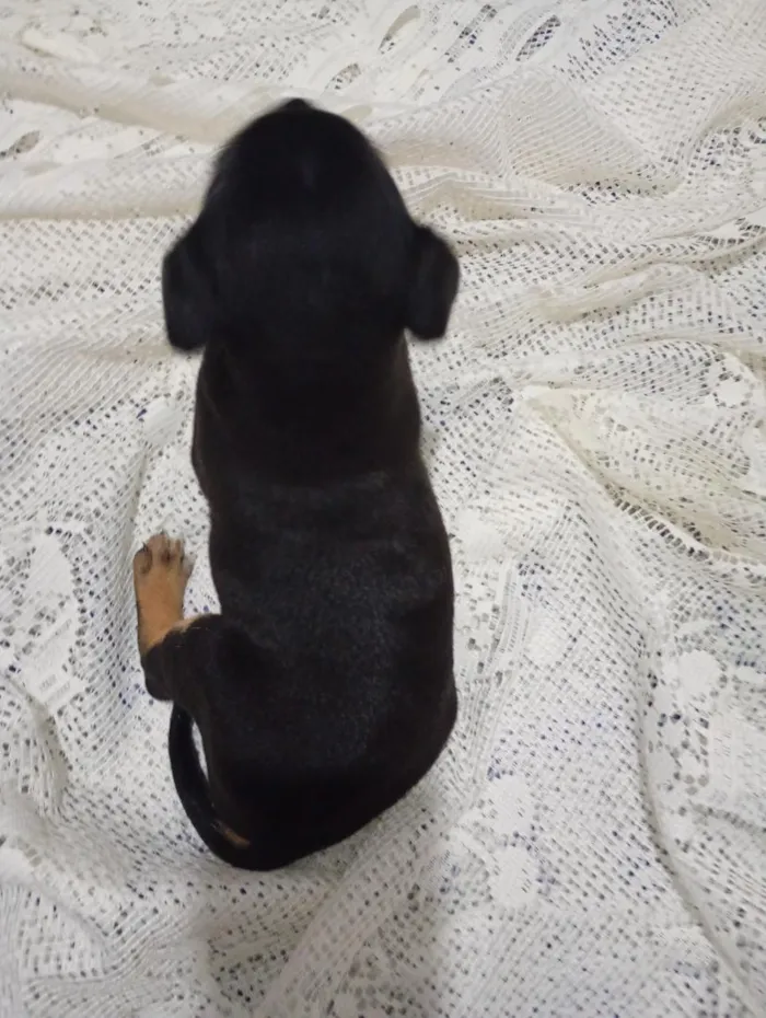 Cachorro raça SRD-ViraLata idade Abaixo de 2 meses nome Sem nome