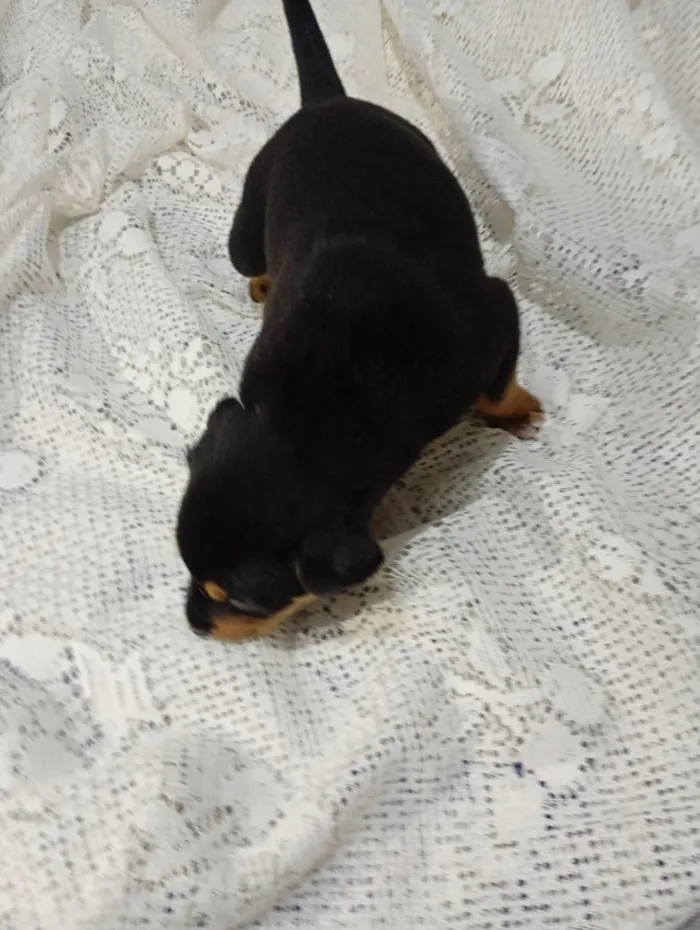 Cachorro raça SRD-ViraLata idade Abaixo de 2 meses nome Sem nome