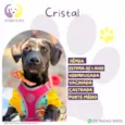Cristal 