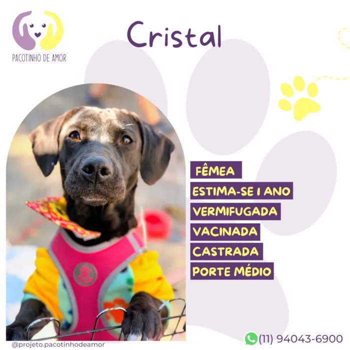 Cachorro raça SRD-ViraLata idade 1 ano nome Cristal 