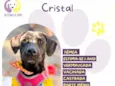 Cristal 