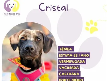 Cachorro raça SRD-ViraLata idade 1 ano nome Cristal 
