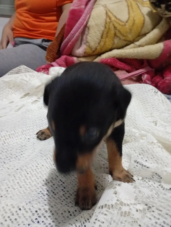 Cachorro raça SRD-ViraLata idade Abaixo de 2 meses nome sem nome