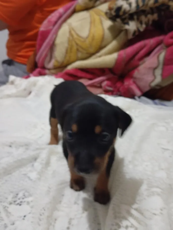 Cachorro raça SRD-ViraLata idade Abaixo de 2 meses nome sem nome