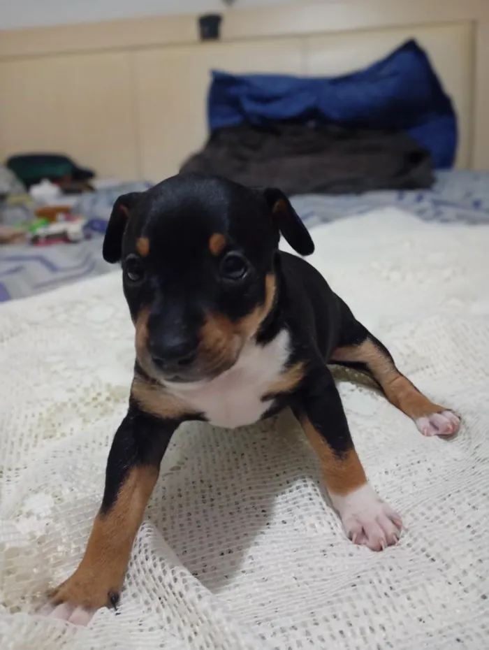 Cachorro raça SRD-ViraLata idade Abaixo de 2 meses nome sem nome